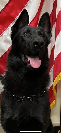 K9 Maverick (website)