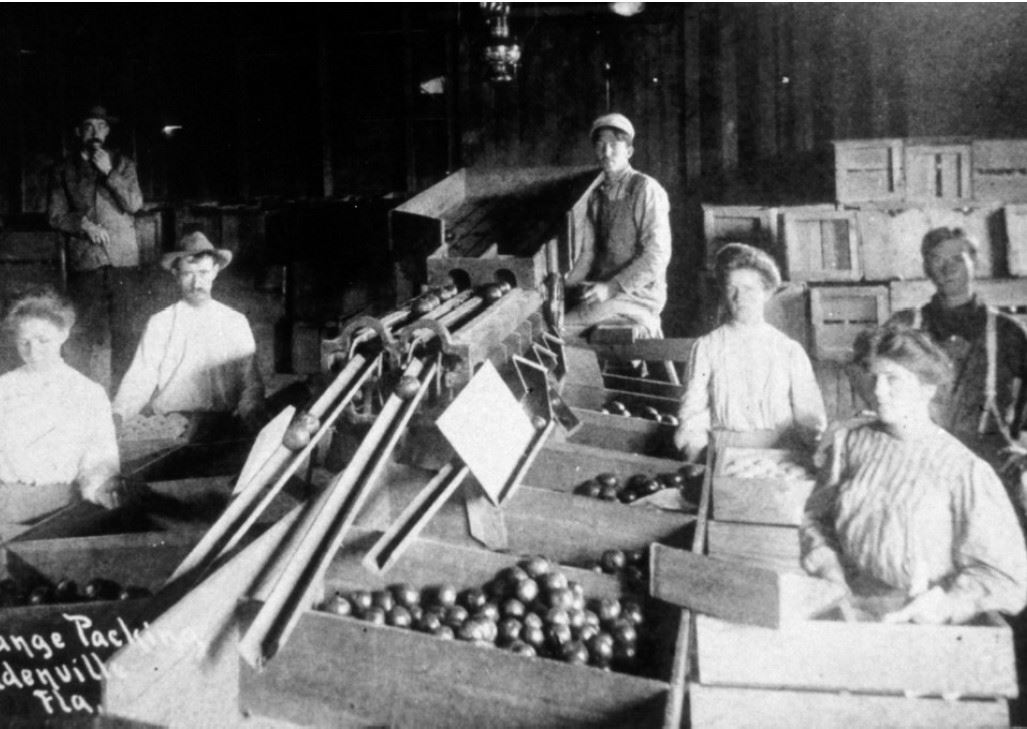 History Photo 4 - Citrus PackingPlant